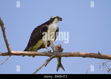 Osprey (Pandion haliaetus) with a caught fish. Stock Photo