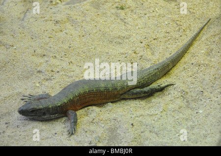 Madagascar Plated Lizard Stock Photo