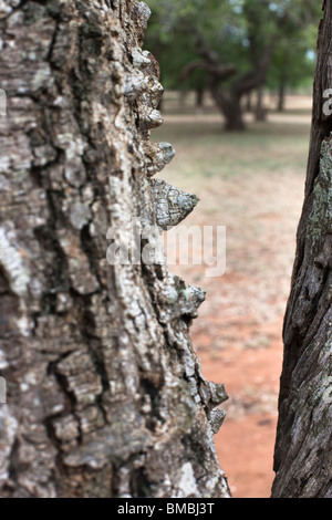Knobthorn tree bark, Acacia nigrescens, Hlane Royal National Park, Swaziland, Africa Stock Photo