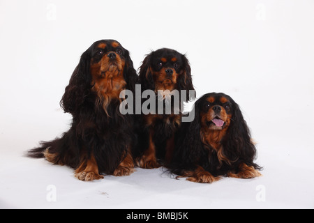 Cavalier King Charles Spaniel, black-and-tan, with young, 8 months Stock Photo