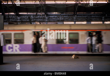 Stray dog on a platform Chhatrapati Shivaji Terminus Mumbai India Stock Photo