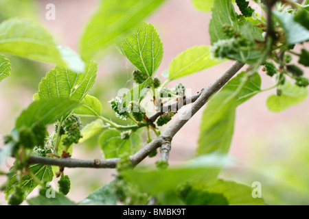immature fruit of the White Mulberry (Morus alba) Stock Photo