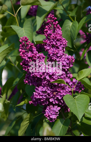 Syringa vulgaris or Lilac Stock Photo