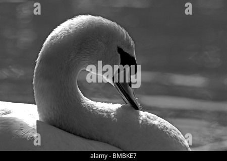 Mute swan in black and white, Abbotsbury swannery Stock Photo