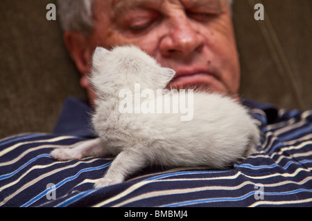 tiny five week old white kitten sitting on chest of senior man staring  eye to eye. Stock Photo