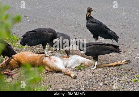 A flock (venue) black vultures on a deer carcass in Lorton Virginia Stock Photo