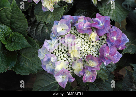 Hydrangea macrophylla is a species of Hydrangea native to Japan. Common names include Bigleaf Hydrangea, French Hydrangea, Lacecap Hydrangea, Mophead Hydrangea, Penny Mac and Hortensia Stock Photo