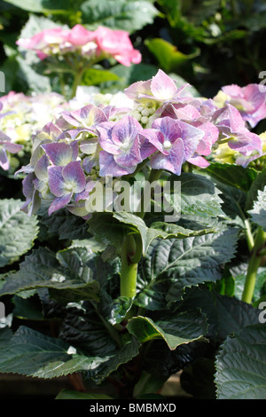 Hydrangea macrophylla is a species of Hydrangea native to Japan. Common names include Bigleaf Hydrangea, French Hydrangea, Lacecap Hydrangea, Mophead Hydrangea, Penny Mac and Hortensia Stock Photo