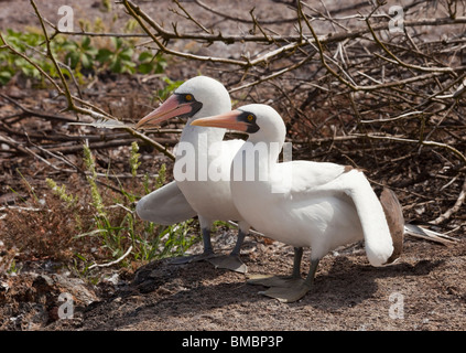 Two Nazca Booby birds one of which has a feather in its beak on Genovesa Island in the Galapagos Islands Stock Photo