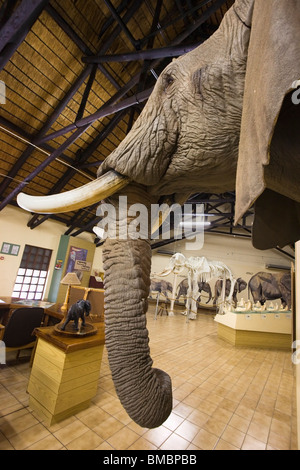 Elephant museum, Letaba camp, Kruger national park, South Africa Stock Photo