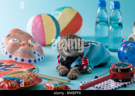 Scottish Fold Kitten and Summer Festival Stock Photo