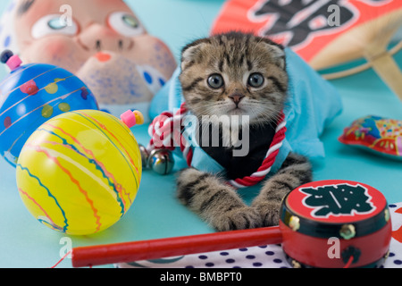 Scottish Fold Kitten and Summer Festival Stock Photo