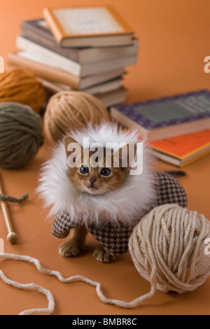 Abyssinian Kitten and Knitting Yarn Stock Photo