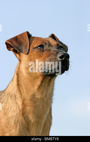 Hundeportrait / dog portrait Stock Photo