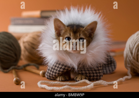 Abyssinian Kitten and Knitting Yarn Stock Photo