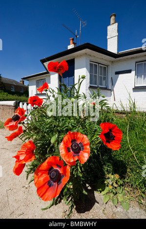 Large red oriental poppies growing on a canal towpath outside a lock keeper's cottage at Stockers Lock Rickmansworth HertsUK Stock Photo