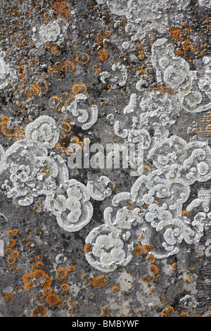 Interesting lichen patterns on a grave stone Surrey, England, UK. Stock Photo