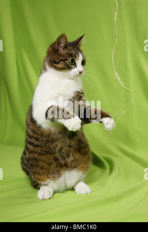 spielende Katze / playing cat Stock Photo