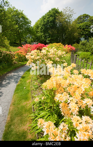 Azaleas flowering in the garden of Brantwood House, the home of John Ruskin the artist, on the shores of Coniston Water Stock Photo