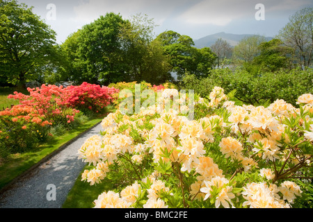 Azaleas flowering in the garden of Brantwood House, the home of John Ruskin the artist, on the shores of Coniston Water Stock Photo