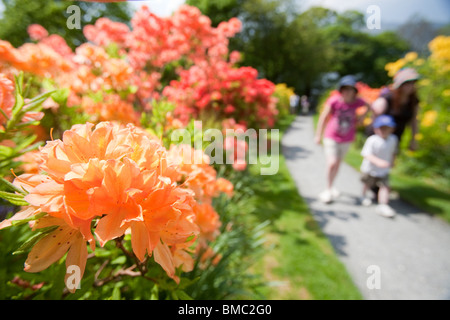 Azaleas flowering in the garden of Brantwood House, the home of John Ruskin the artist, on the shores of Coniston Water Stock Photo