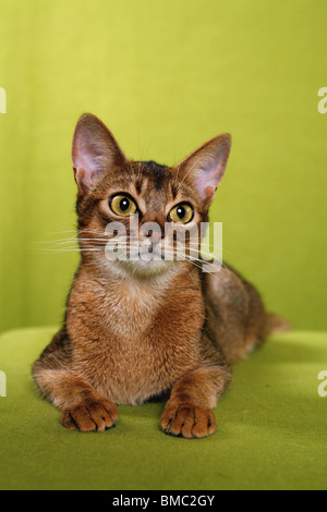 liegende Abessinier / lying Abessinier Stock Photo