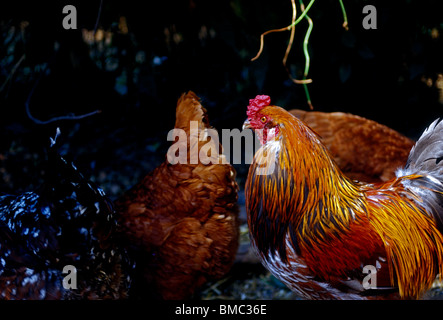 Chickens feeding on farm, town of Occidental, Occidental, Sonoma County, California, United States, North America Stock Photo