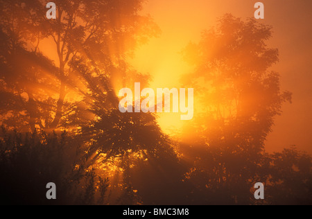 Shafts of early morning sunlight filtering through tree branches England UK GB EU Europe Stock Photo