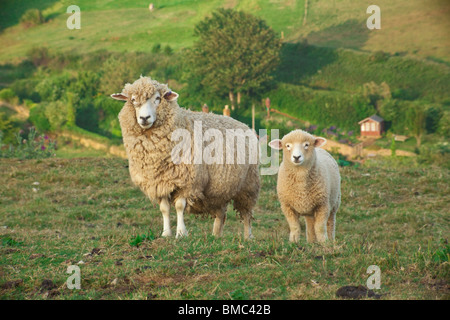 Mother sheep and lamb with fleeces on the side of Abbotsbury Hill Dorset Stock Photo