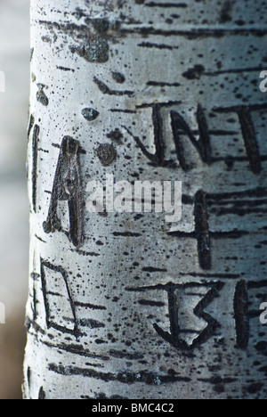 white birch tree with initials and words carved into the bark Stock ...