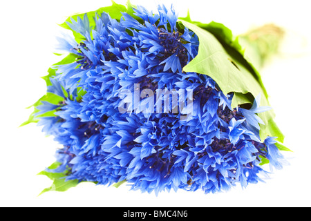 blue cornflower bunch isolated on white background. horizontal shot Stock Photo