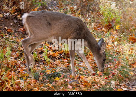 Coues white-tailed doe (Odocoileus virginianus couesi), Southern Arizona Stock Photo