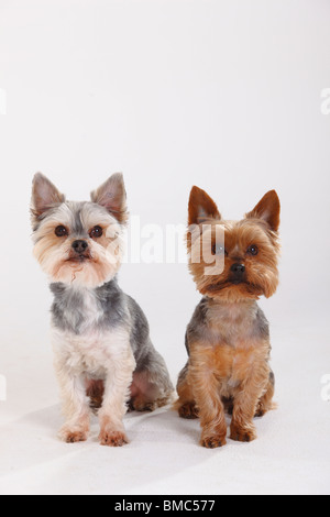 Yorkshire Terrier and Mixed Breed Dog (Yorkshire Maltese crossbred) Stock Photo