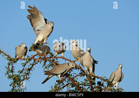 Cape turtle doves (Streptopelia capicola) perched on a branch, Kalahari, South Africa Stock Photo