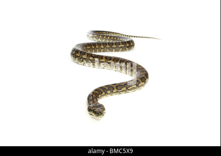 Morelia spilota variegata; Carpet Snake on White Background Stock Photo