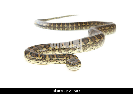 Morelia spilota variegata; Carpet Snake on White Background Stock Photo