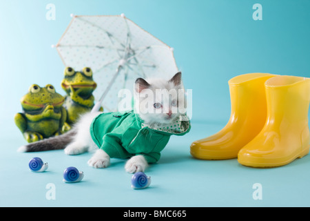 Rag Doll Kitten and Rainy Season Stock Photo