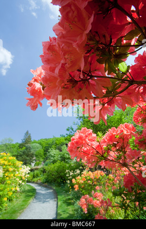 Azaleas flowering in the garden of Brantwood House, the home of John Ruskin the artist, on the shores of Coniston Water Stock Photo