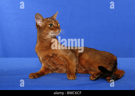 liegende Abessinier / lying Abessinier Stock Photo