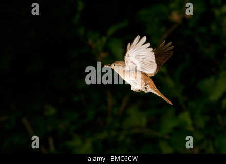 Carolina Wren (Thryothorus ludovicianus) flying with a catch, Georgia, USA. Stock Photo