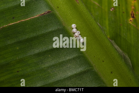 Owl Butterfly eggs on Banana Leaf Stock Photo