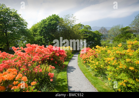 Azaleas flowering in the garden of Brantwood House, the home of John Ruskin the artist, on the shores of Coniston Water Stock Photo