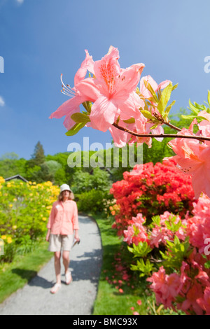 Azaleas flowering in the garden of Brantwood House, the home of John Ruskin the artist, on the shores of Coniston Water Stock Photo