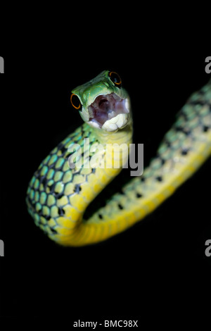 Close-up portrait of a spotted bush snake (Philothamnus semivariegatus), South Africa Stock Photo