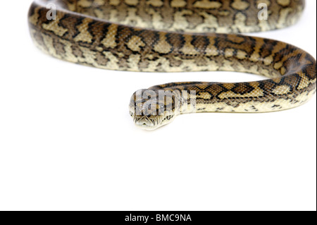 Morelia spilota variegata; Carpet Snake on White Background Stock Photo