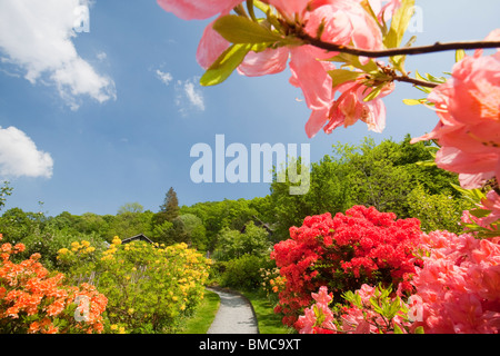 Azaleas flowering in the garden of Brantwood House, the home of John Ruskin the artist, on the shores of Coniston Water Stock Photo