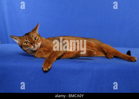 liegende Abessinier / lying Abessinier Stock Photo