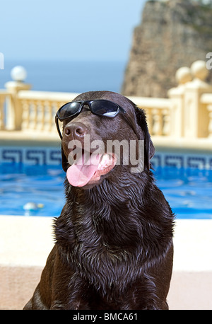 Shot of a Chocolate Labrador in Sunglasses on Holiday Stock Photo