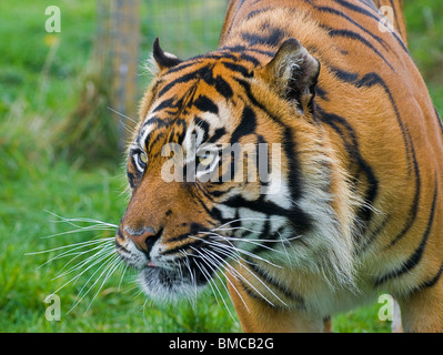 A Sumatran Tiger close-up intently staring Stock Photo