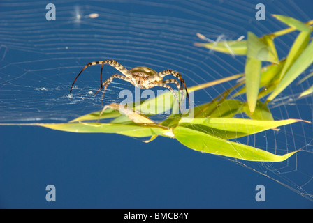 Large spider on web against blue sky Stock Photo